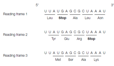 1591_Reading frames.png