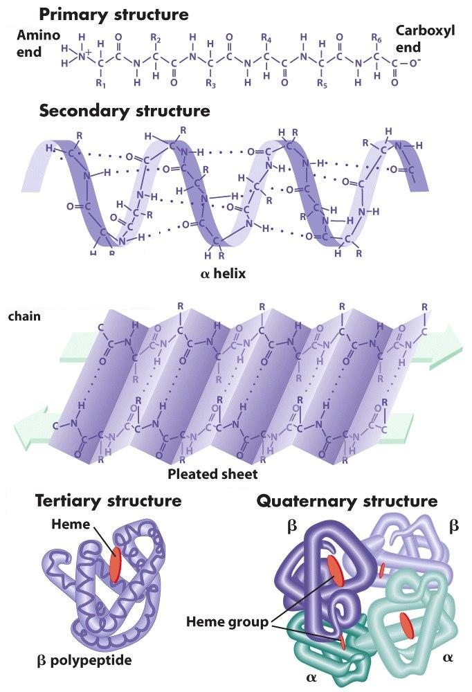 1602_PROTEIN STRUCTURE.png