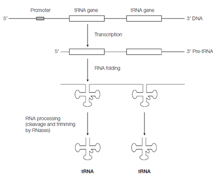 1622_Transcription and processing of tRNA in prokaryotes.png