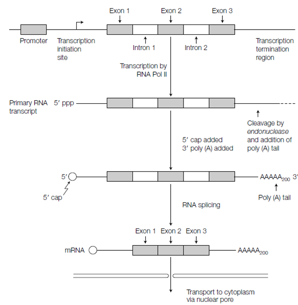 1634_Gene organization.png