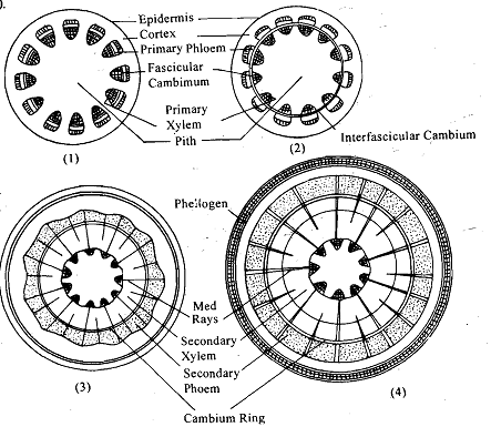 1663_Secondary Growth in a Typical Dicotyledonous Stem.png