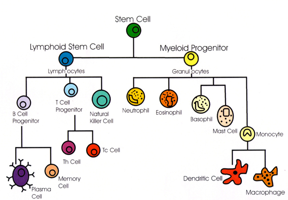 1665_The Immune System.png