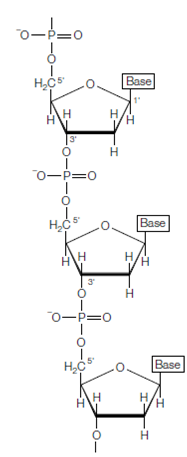 1667_Phospho-diester bonds.png