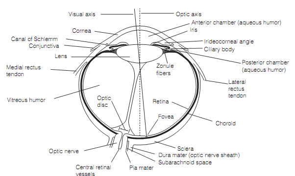 Structure Of The Eye, Eye and visual pathways, Assignment Help