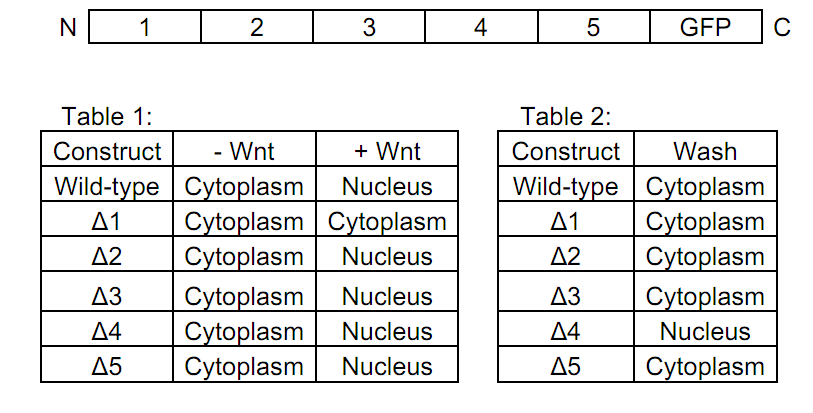 1700_Beta Catenin for Nuclear Import.png