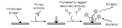 1770_fluoroscence microscopy.png