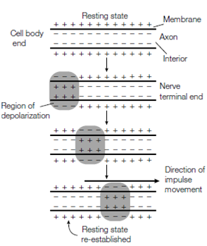 1774_Neurotransmitters.png