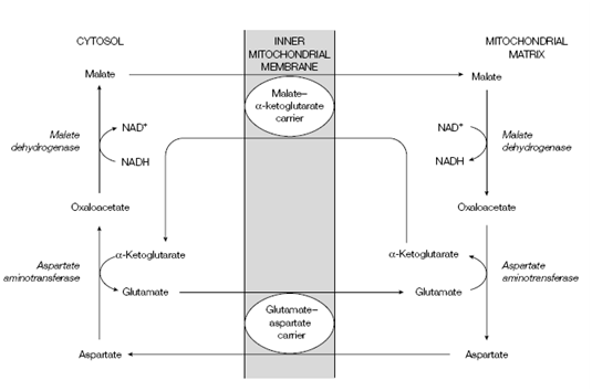 1780_Reoxidation of cytosolic NADH1.png