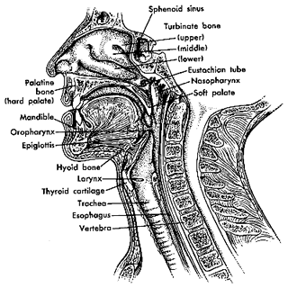 1783_COMMON RESPIRATORY DISORDERS.gif