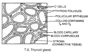 1812_thyroid gland.png