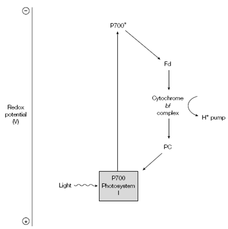 1834_Cyclic photo- phosphorylation.png