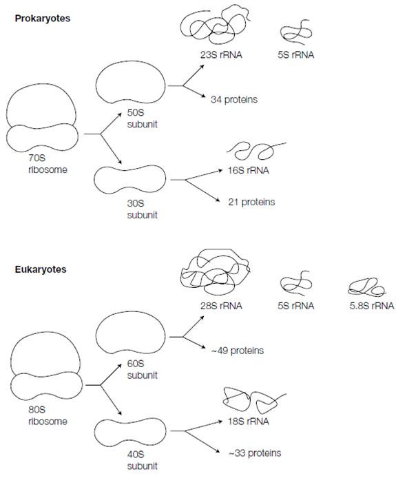 1857_Ribosomes.png