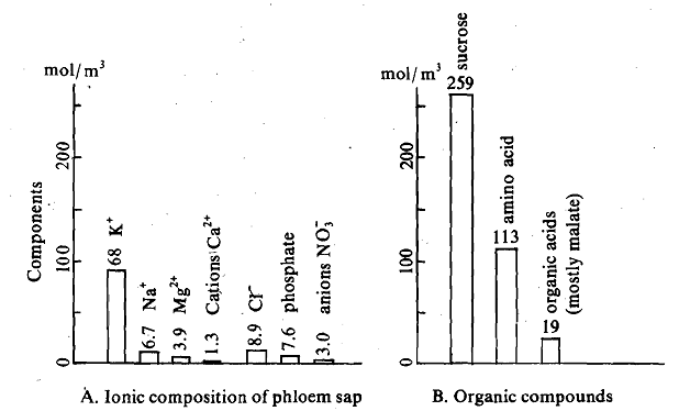 1872_Nature of Metabolites in Sieve Tubes.png