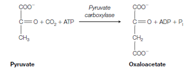 1874_Precursors for gluconeogenesis.png