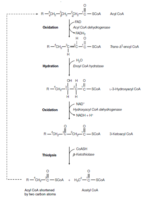 1893_Oxidation pathway1.png