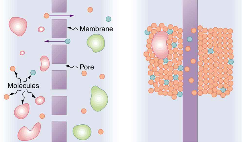 1895_Transport Of Small Molecules.png