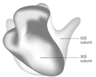 1906_Ribosomes1.png