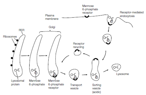 200_Lysosomal proteins.png