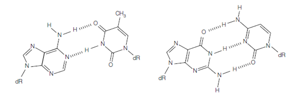 2065_DNA double helix1.png