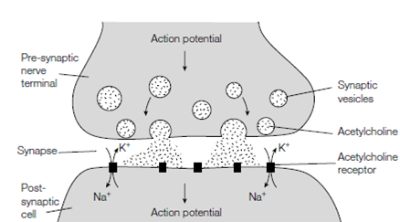 2065_Neurotransmitters1.png