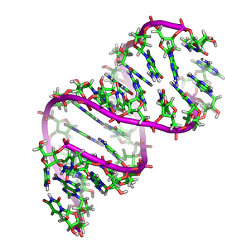 2094_Ribosomal RNA.png