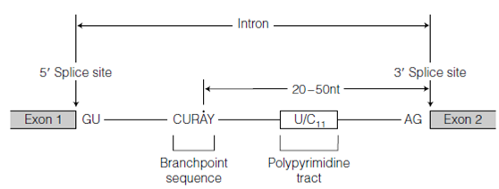 2123_RNA splicing.png