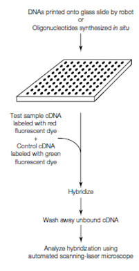 2131_DNA microarrays.png