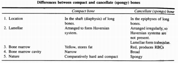 213_difference between bones.png
