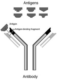 2200_Antibody Synthesis.png