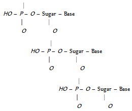 2324_composition of nucleic acid7.png