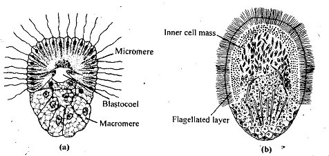 2330_Larval forms.png