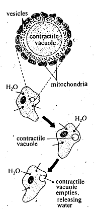 2370_Contractile vacuole - Protozoans.png