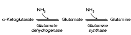 2396_Formation of creatine phosphate.png