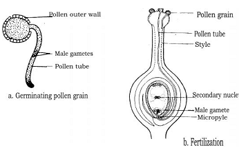 2457_Fertilisation.png