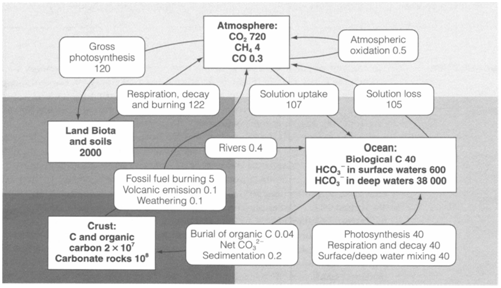 245_carbon cycle.png