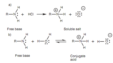 2499_Amines and amides.png