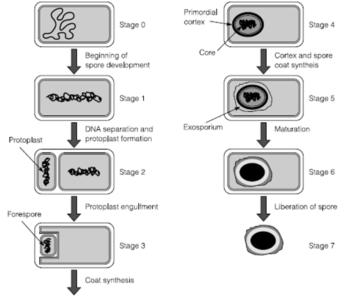 249_Sporulation.png