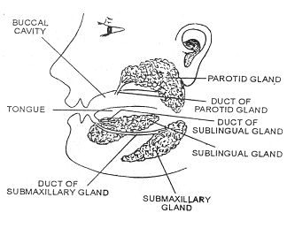 Digestive system - salivary glands, Biology