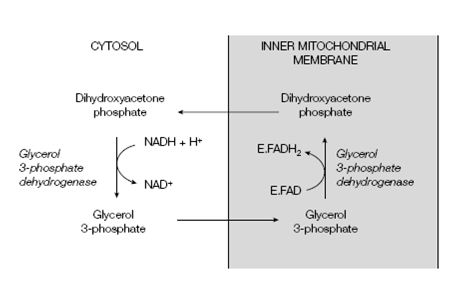 273_Reoxidation of cytosolic NADH.png