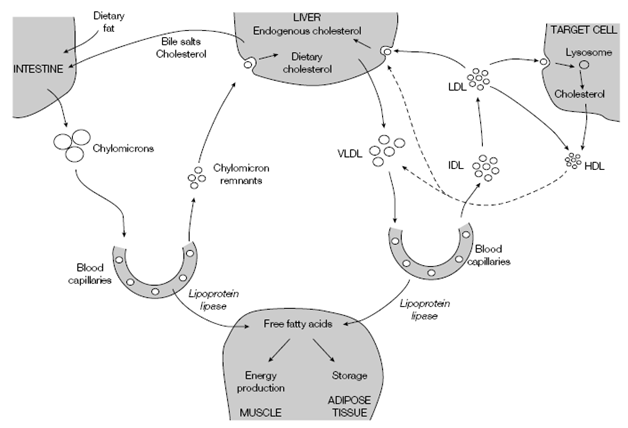 274_Chylomicrons1.png