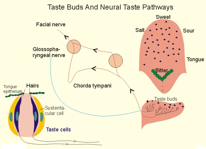 280_Taste pathways.png