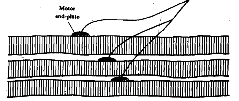 304_Structure of Vertebrate Skeletal Muscles.png