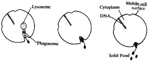 321_luysosomes.jpg