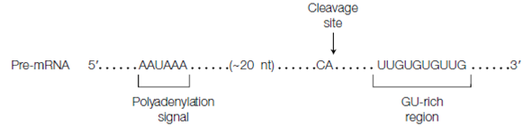 331_Cleavage and polyadenylation.png