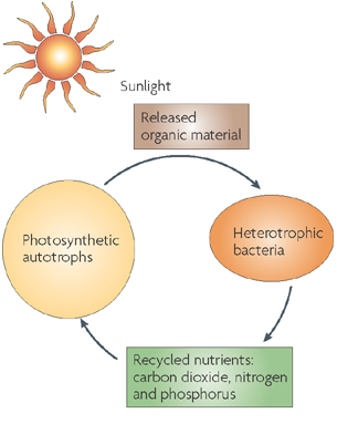 390_Heterotrophic pathways.png