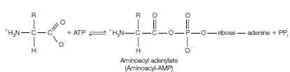 415_Synthesis of aminoacyl-tRNA1.png