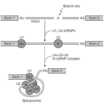 418_RNA splicing2.png