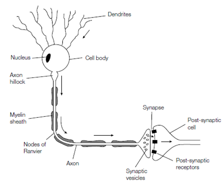 429_nerve cell.png