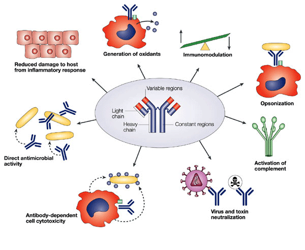 433_Antibodies - An Overview.png