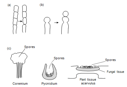 Reproduction In The Dikarya: Ascomycota, Reproduction in fungi ...